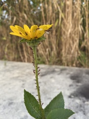 Uroleucon nigrotuberculatum