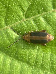 Heikertingeria clarki