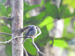 Muscicapa sethsmithi