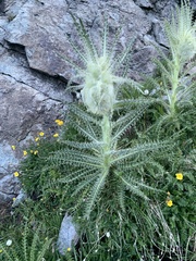 Cirsium funkiae