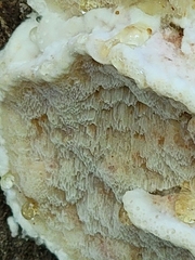 Neoantrodia serialis