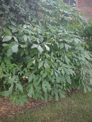 Aesculus parviflora