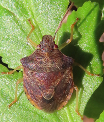Dendrocoris