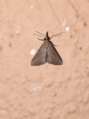 Hypena obacerralis