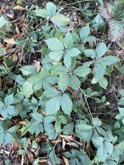 Parthenocissus quinquefolia