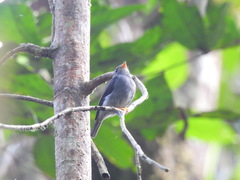 Muscicapa sethsmithi