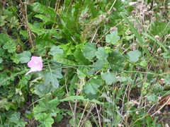 Malva alcea