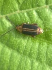 Heikertingeria clarki