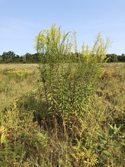 Solidago altissima
