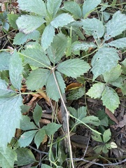 Parthenocissus quinquefolia