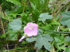 Malva alcea