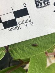 Heikertingeria clarki