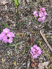 Kalmia polifolia