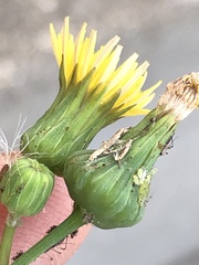 Sonchus oleraceus
