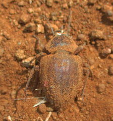 Tenebrionidae