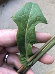 Sonchus oleraceus