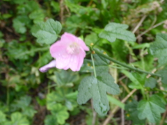 Malva alcea