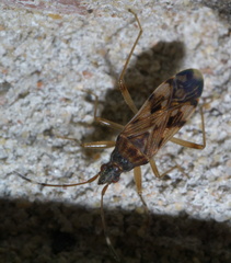 Ozophora picturata
