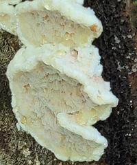 Neoantrodia serialis