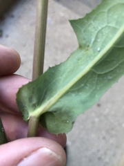 Sonchus oleraceus
