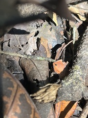 Anura