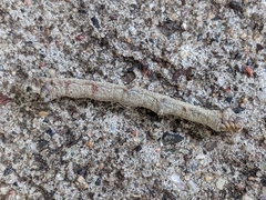 Parallelia bistriaris