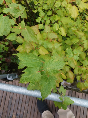 Mountain maple (Acer spicatum)
