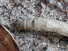 Parallelia bistriaris
