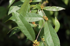 Hemidesmus indicus