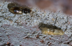 Bucculatrix coronatella
