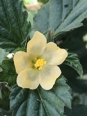 Malvastrum coromandelianum