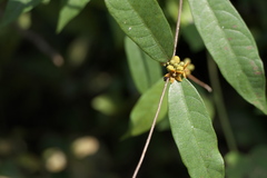 Hemidesmus indicus