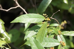 Hemidesmus indicus