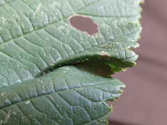 Phyllonorycter tristrigella