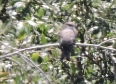 Pyrocephalus rubinus