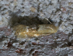 Bucculatrix coronatella