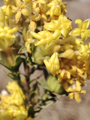 Lasiosiphon burchellii