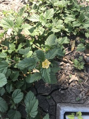 Malvastrum coromandelianum