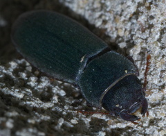 Tenebroides americanus