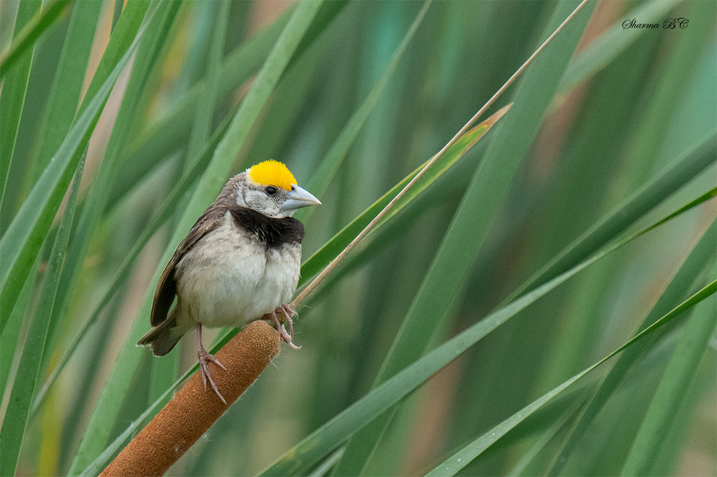 Black-breasted Weaver (Ploceus benghalensis) photo