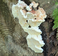 Neoantrodia serialis