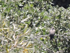 Pyrocephalus rubinus