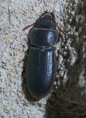 Tenebroides americanus