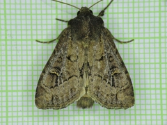 Resapamea passer