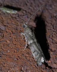 Phycitini