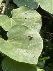 Calyptratae