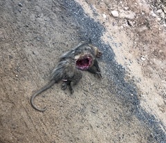 Didelphis aurita