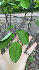 Amelanchier arborea