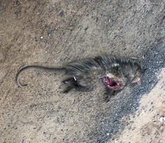 Didelphis aurita