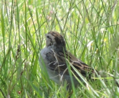 Spizella passerina